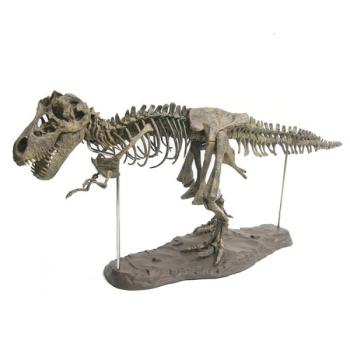 Сборная модель Скелет Динозавра Т-Рекс 70смx22см